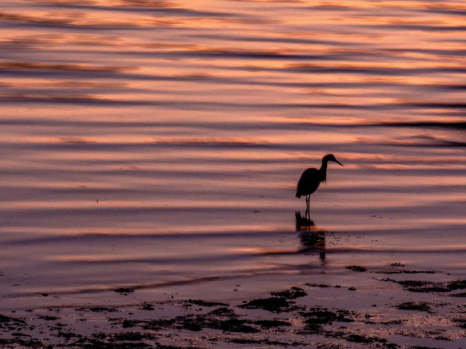 Egret in the reflections