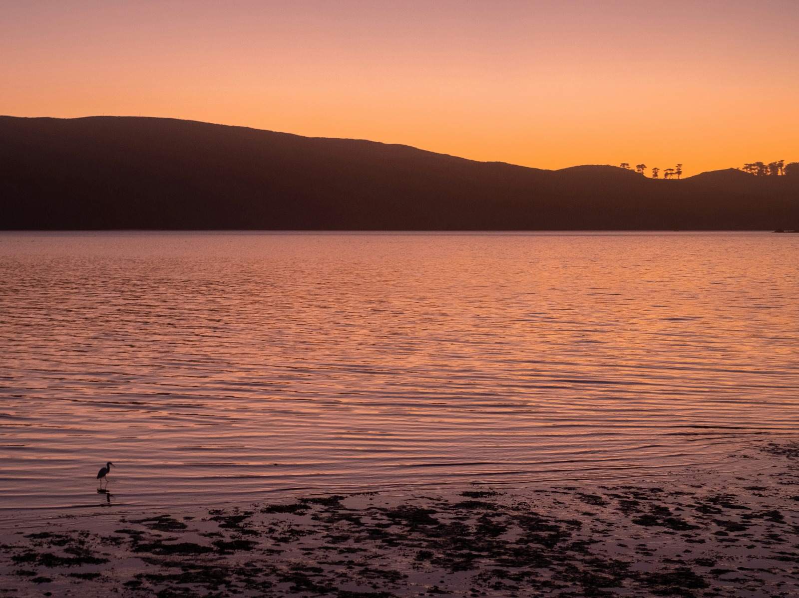 Heron at twilight