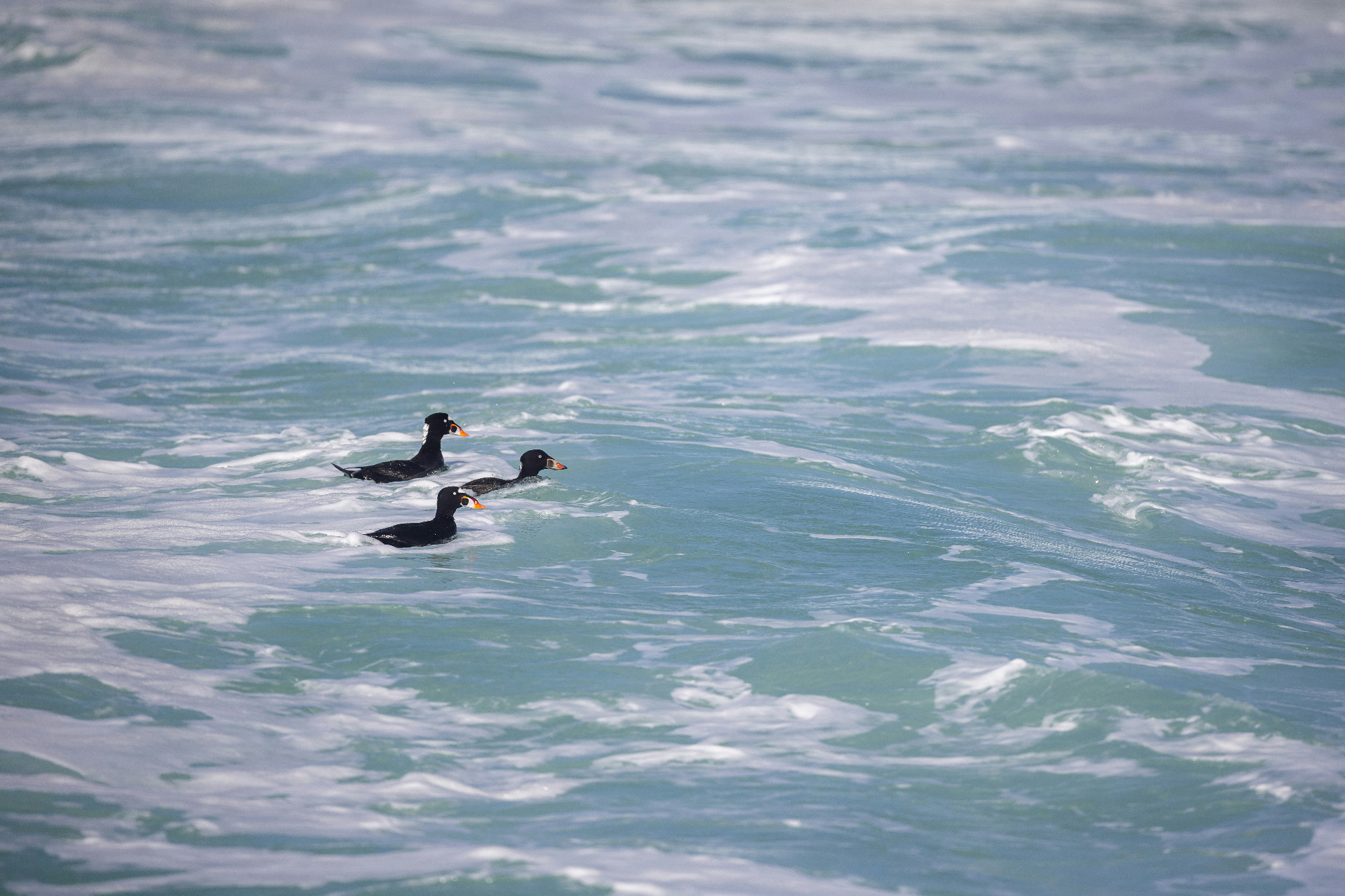 Wildlife on Tomales Bay