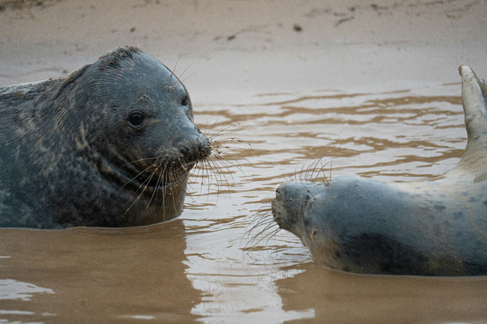 Harbor seals along the shore