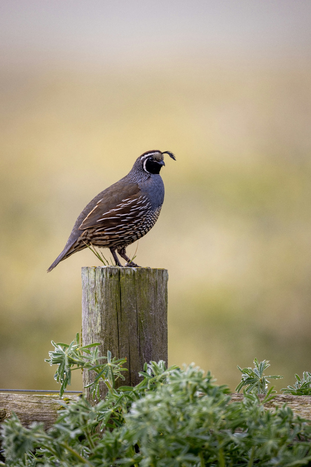 Coastal wildlife